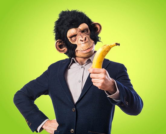 41565348 - monkey man holding a banana