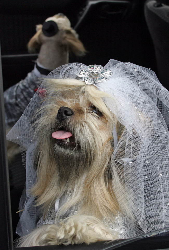 PERU-OFFBEAT-DOG'S WEDDING