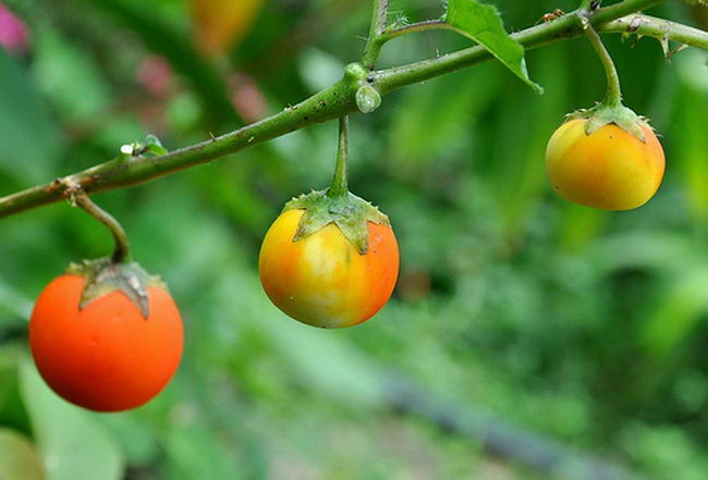 ancient-fruits-and-vegetables-08