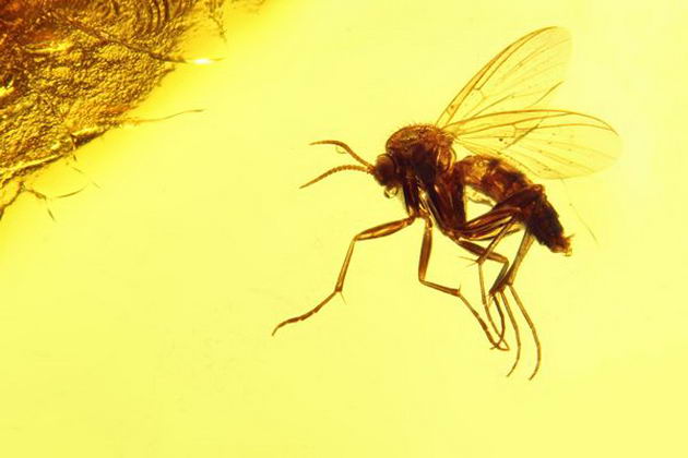 50537463 - fungus gnat mycetophilidae imprisoned in baltic amber