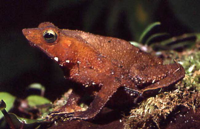 rhinellaproboscidea-amazonian-frog-01