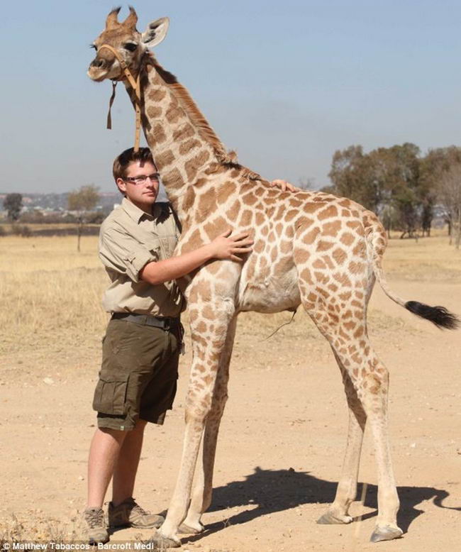 Сколько жирафов в мире. Жираф и человек. Жирафа человек. Рост жирафа. Жираф рядом с человеком.
